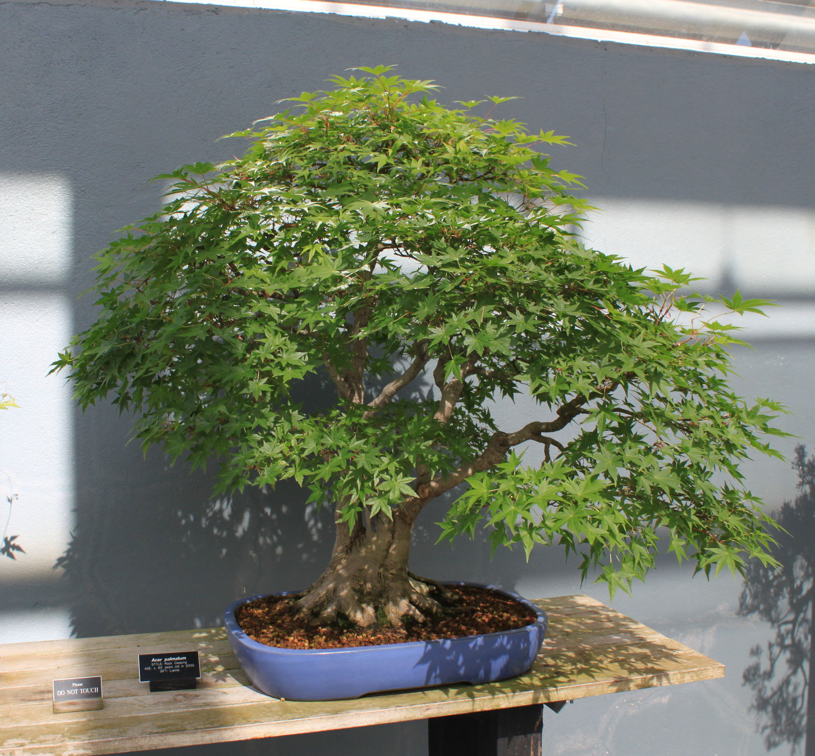 Javor dlaňolistý (Acer palmatum)