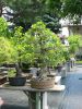 Filename=bonsaj_53.jpg
Filesize=155KB
Dimensions=480x640
Date added=Jul 16, 2006 bonsaj_53.jpg