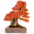 Stromček bonsai