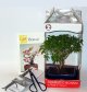 Stromček bonsai