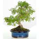 Zelkova ostrolistá