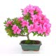 Rododendron indický