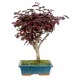 Loropetalum čínsky var. rubrum