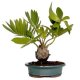 Zamia