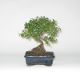 Stromček bonsai