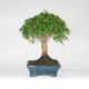 Stromček bonsai