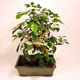 Stromček bonsai