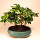 Stromček bonsai