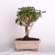 Stromček bonsai
