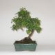 Stromček bonsai