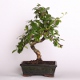 Stromček bonsai