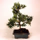 Stromček bonsai