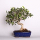 Stromček bonsai