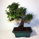 Stromček bonsai