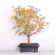 Stromček bonsai