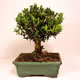 Stromček bonsai