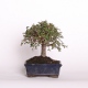 Stromček bonsai