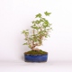 Stromček bonsai
