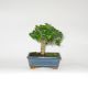 Stromček bonsai