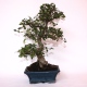 Stromček bonsai