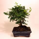 Stromček bonsai