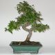 Stromček bonsai