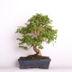 Stromček bonsai
