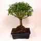 Stromček bonsai
