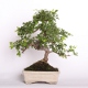 Stromček bonsai