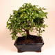 Stromček bonsai