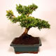 Stromček bonsai