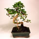 Stromček bonsai