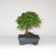 Stromček bonsai