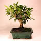 Stromček bonsai