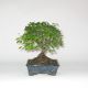 Stromček bonsai