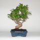 Stromček bonsai