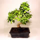 Stromček bonsai
