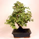 Stromček bonsai