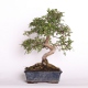 Stromček bonsai