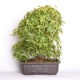 Stromček bonsai