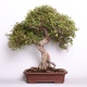 Stromček bonsai