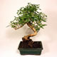 Stromček bonsai