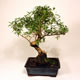 Stromček bonsai