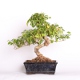Stromček bonsai