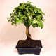 Stromček bonsai