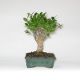 Stromček bonsai