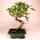 Stromček bonsai
