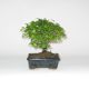 Stromček bonsai