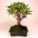 Stromček bonsai