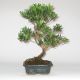 Stromček bonsai